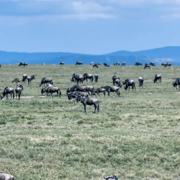 12 days safari selous udzungwa mikumi and ruaha 600x600