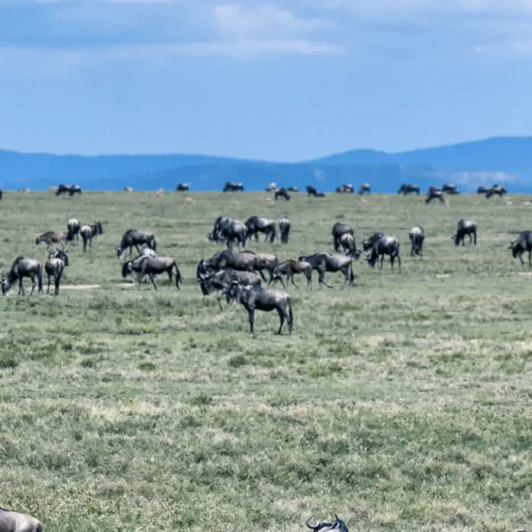 12 Days Safari – Selous, Udzungwa, Mikumi, and Ruaha