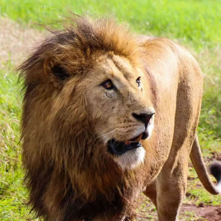 5 Days Safari – Mikumi & Ruaha National Park