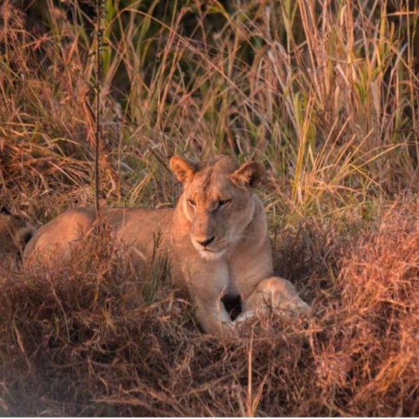 3 days safari selous game reserve 600x600