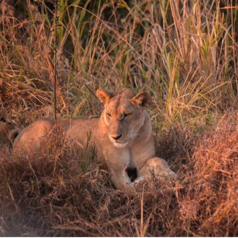 3 Days Safari – Selous Game Reserve