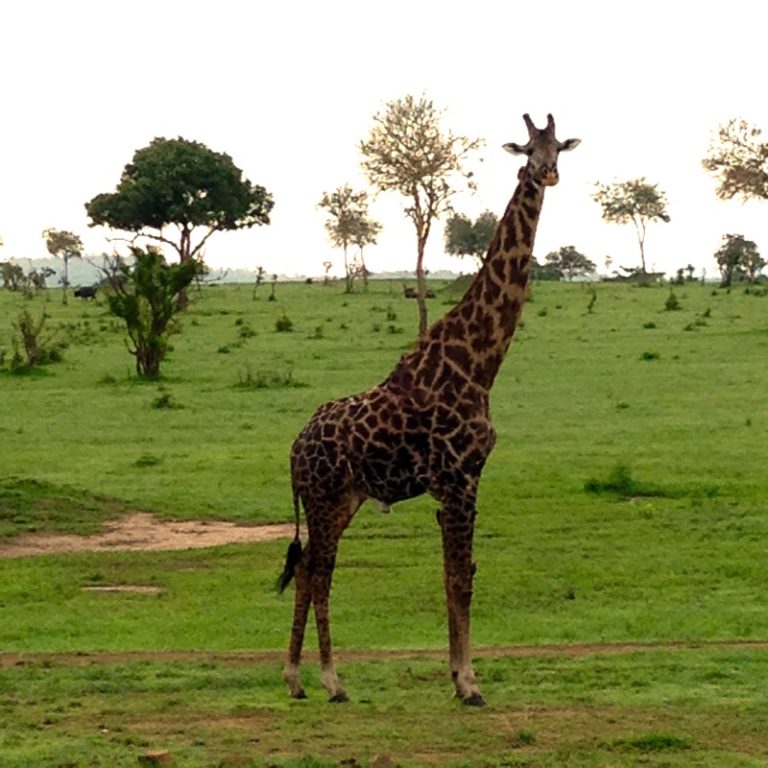 4 Days Safari – Selous Game Reserve