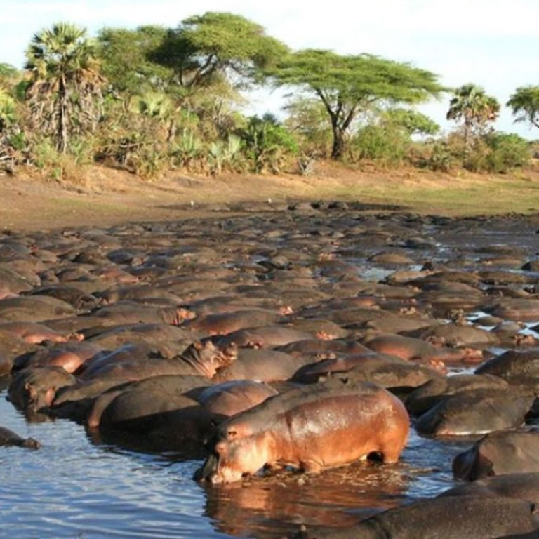 Katavi National Park