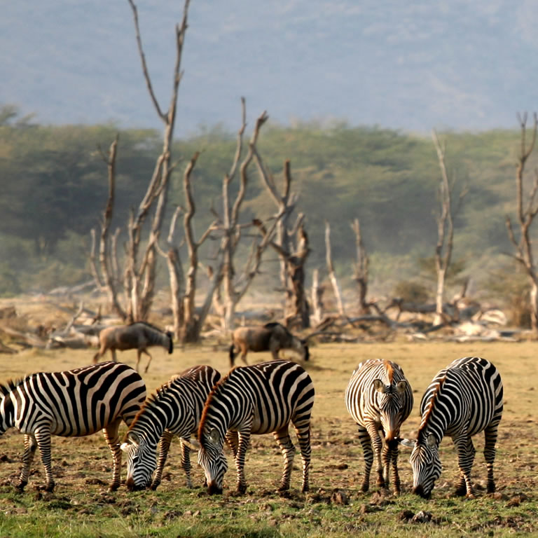 Lake Manyara National Park