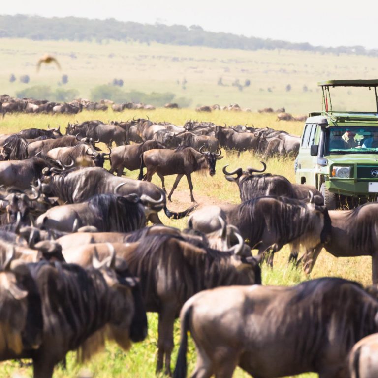 6 Days Safari – Selous Game Reserve & Mikumi National Park