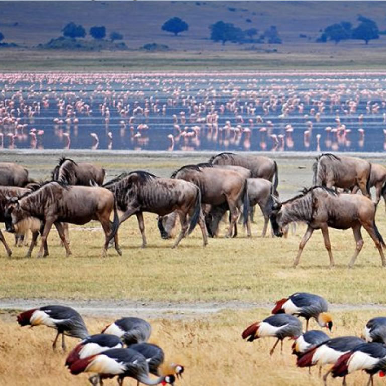 Ngorongoro Conservation Area