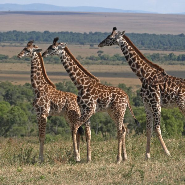 Ibanda kyerwa national park 600x600