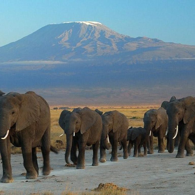 Kilimanjaro National Park