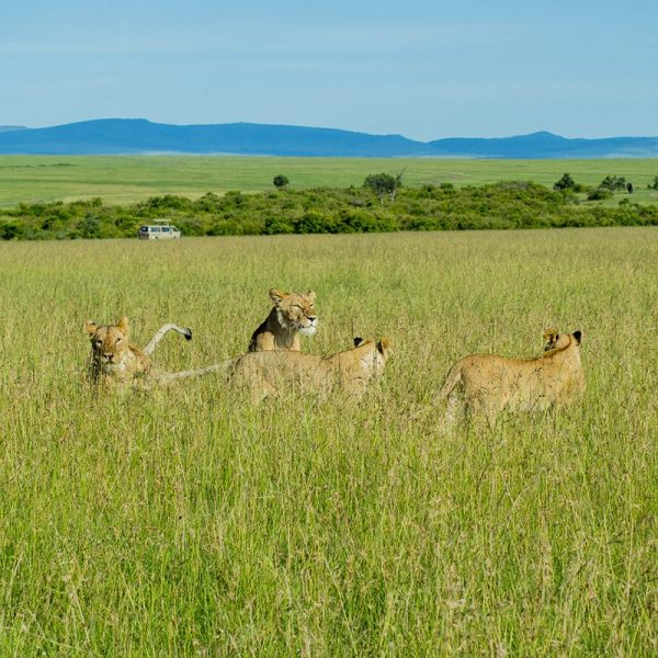 Nyerere national park 600x600