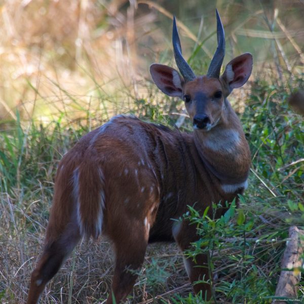 Rubondo island 600x600