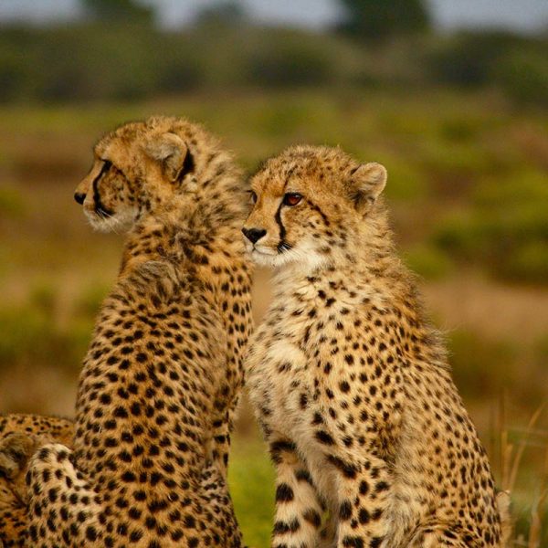 Serengeti national park 600x600