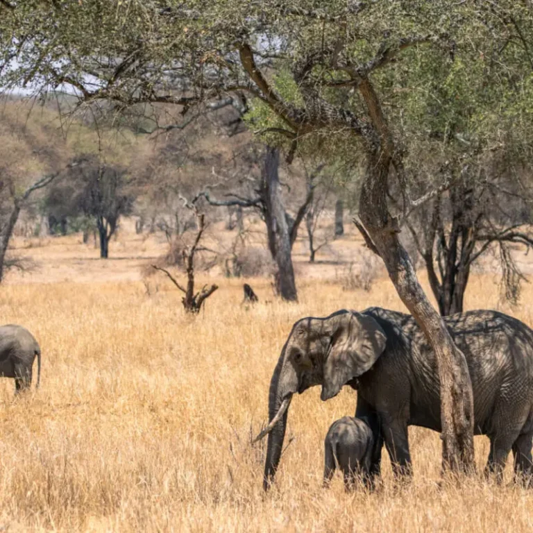 Tarangire National Park