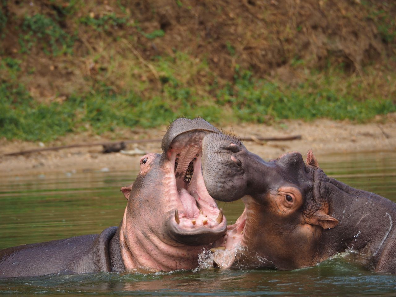 Rubondo Island National Park on Lake Victoria