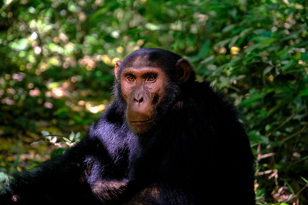 Chimpanzees in Gombe Stream National Park