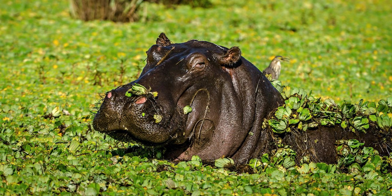 Hippos and wildlife in Katavi National Park