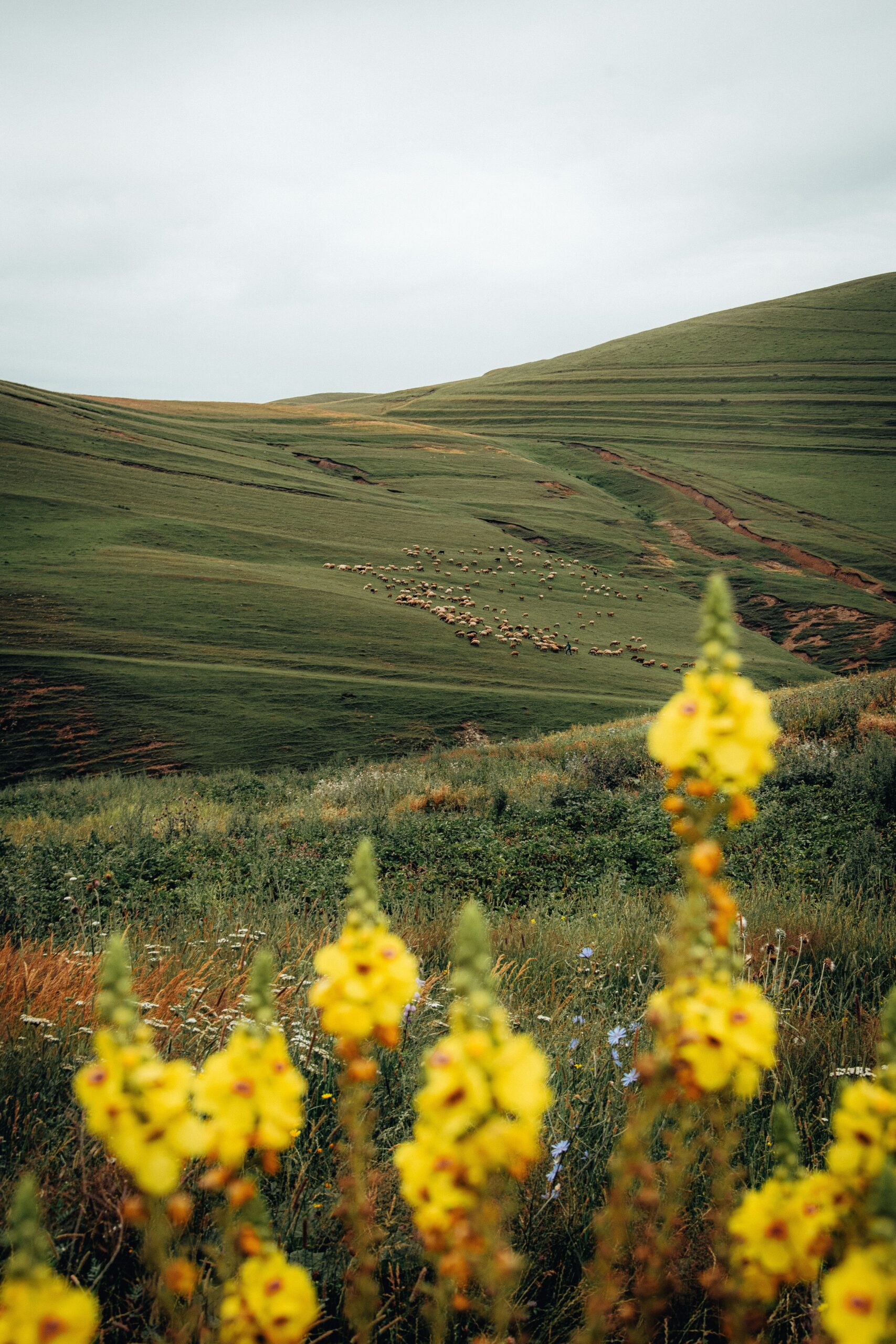 Wildflowers and highland scenery in Kitulo National Park
