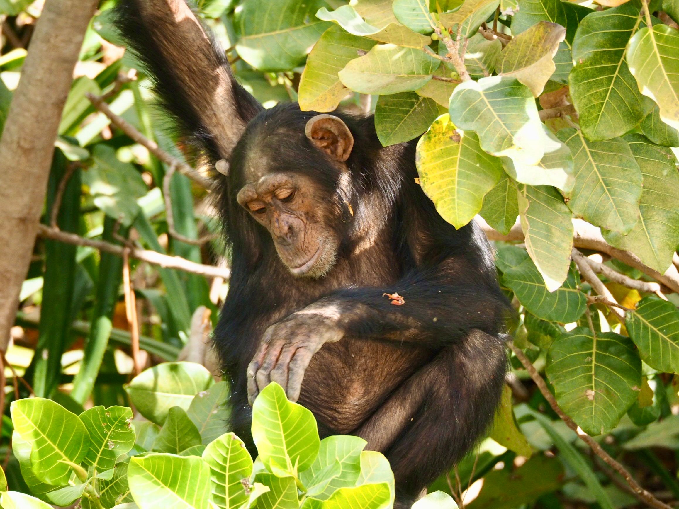 Chimpanzee habitat in Mahale Mountains National Park